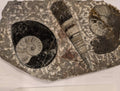 Mixed Fossil Medium