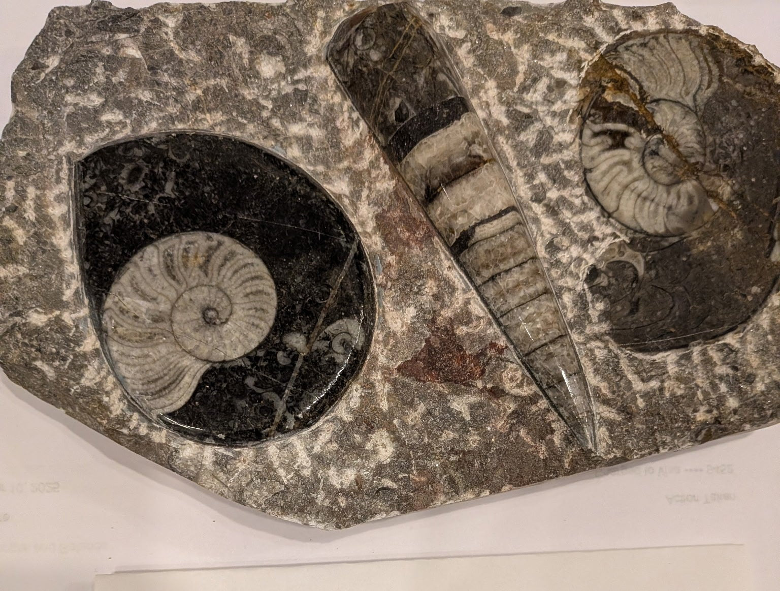 Mixed Fossil Medium