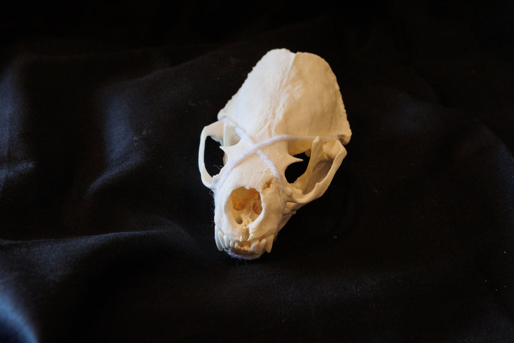 Animal Skulls