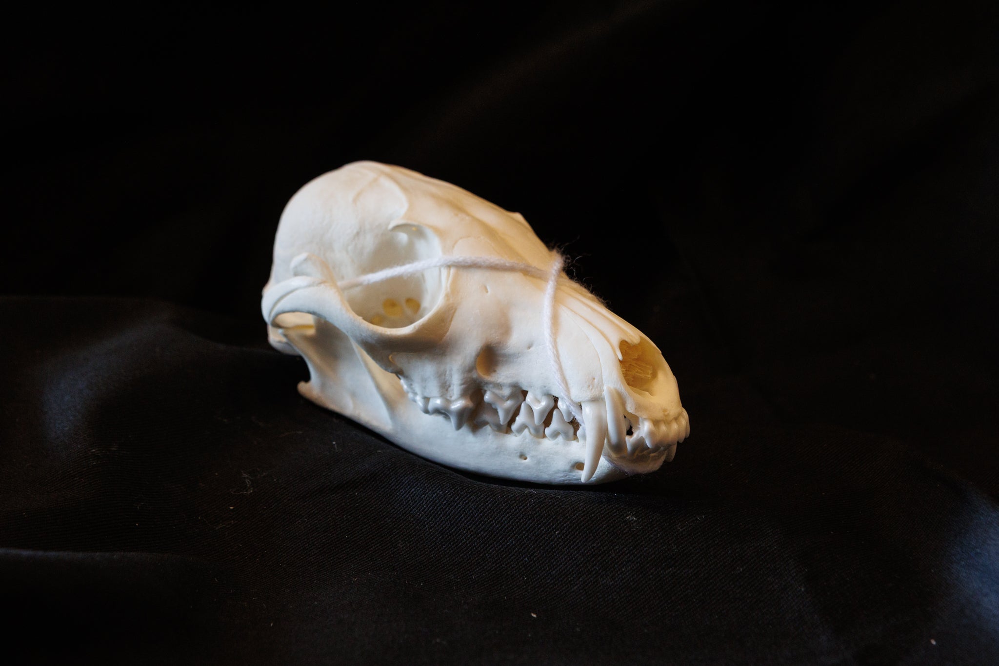 Animal Skulls