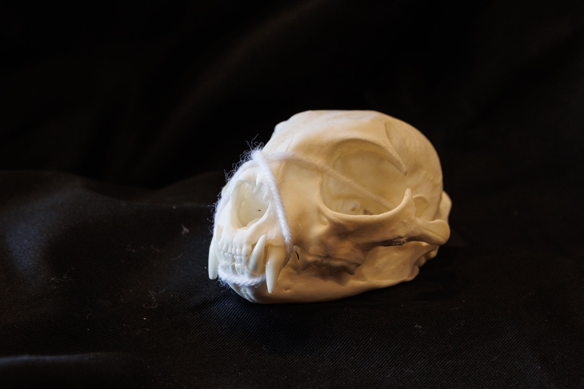 Animal Skulls