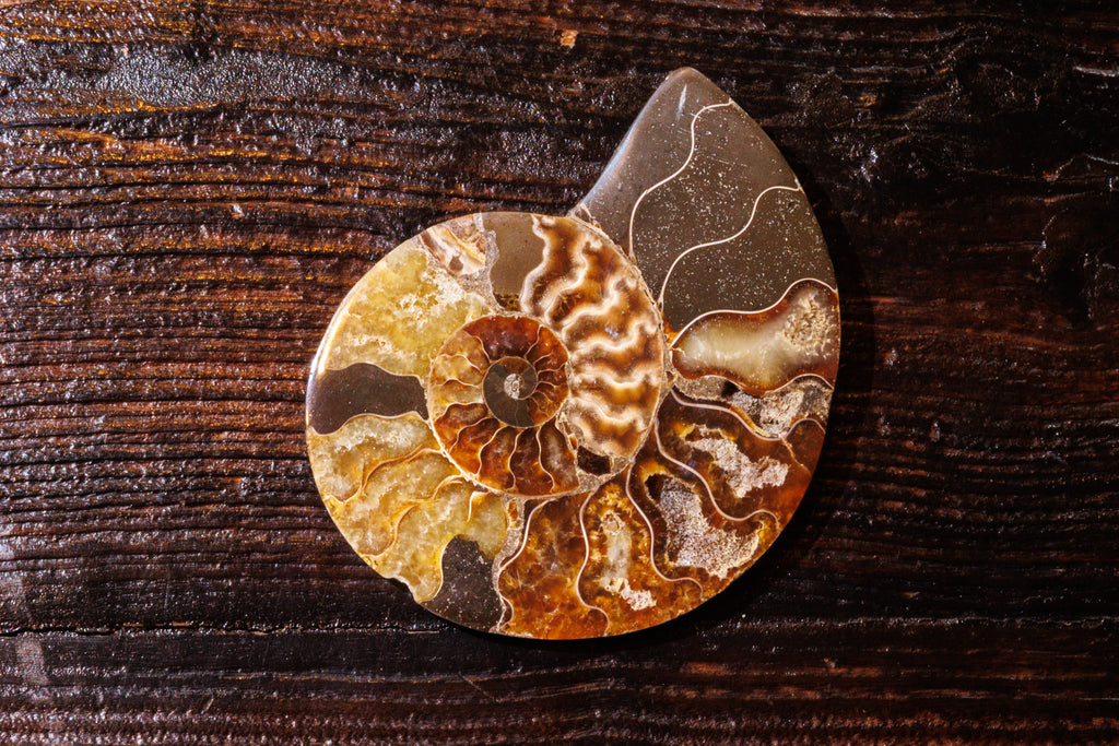 Shell Fossils