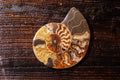 Shell Fossils