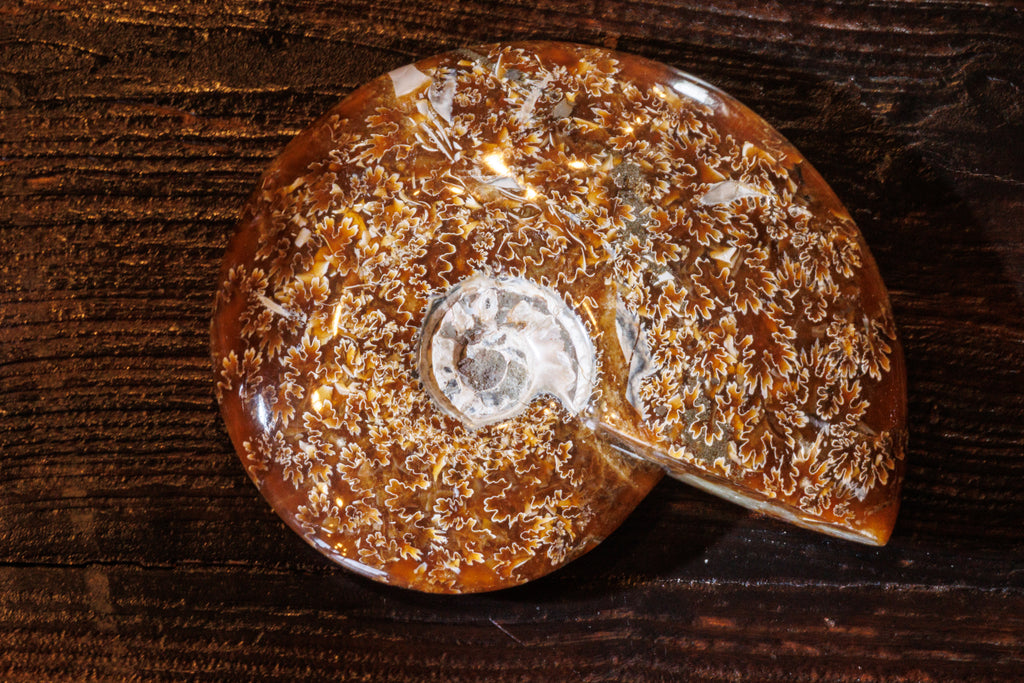 Shell Fossils