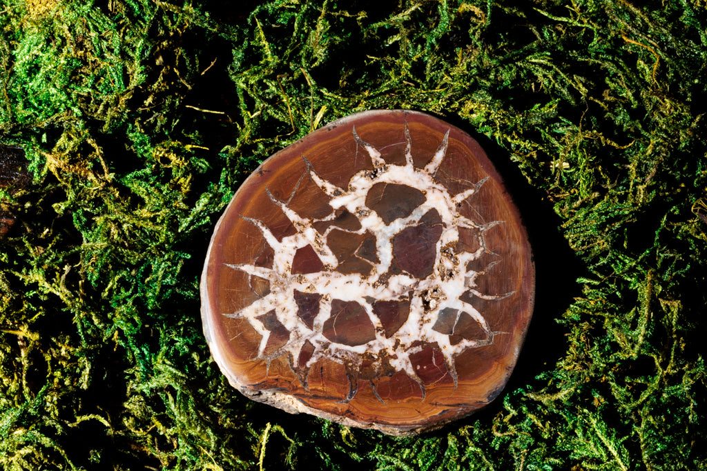 Shell Fossils