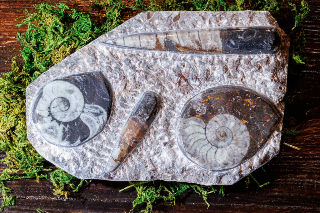 Shell Fossils