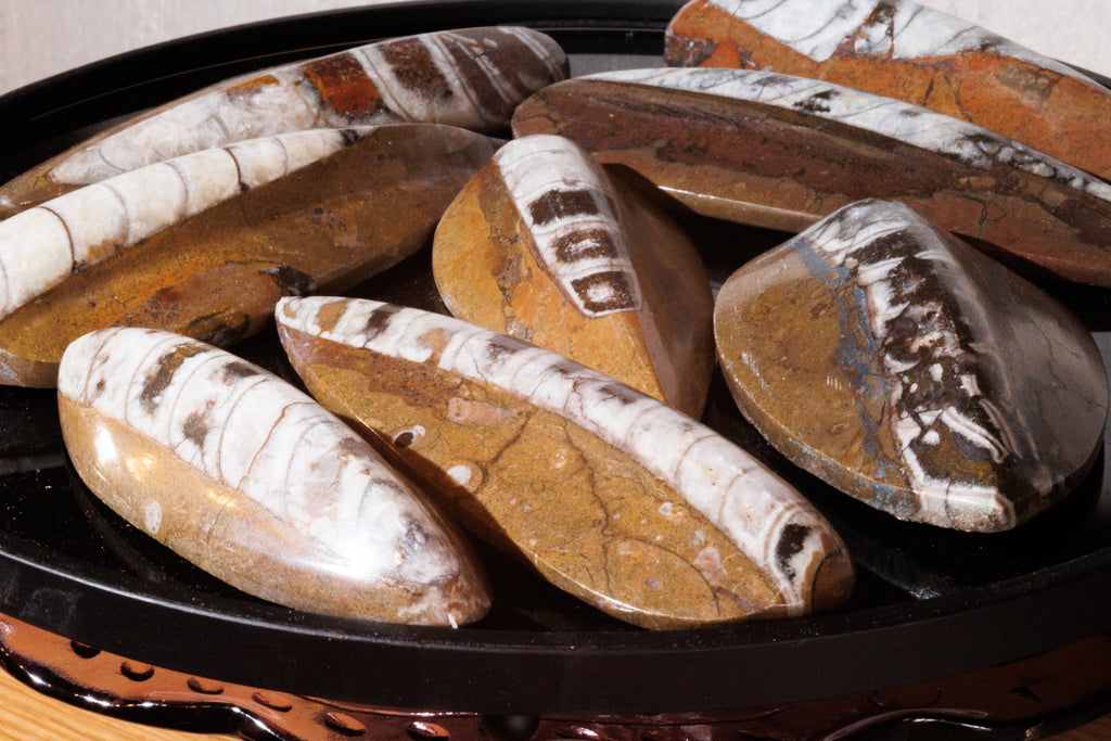 Shell Fossils