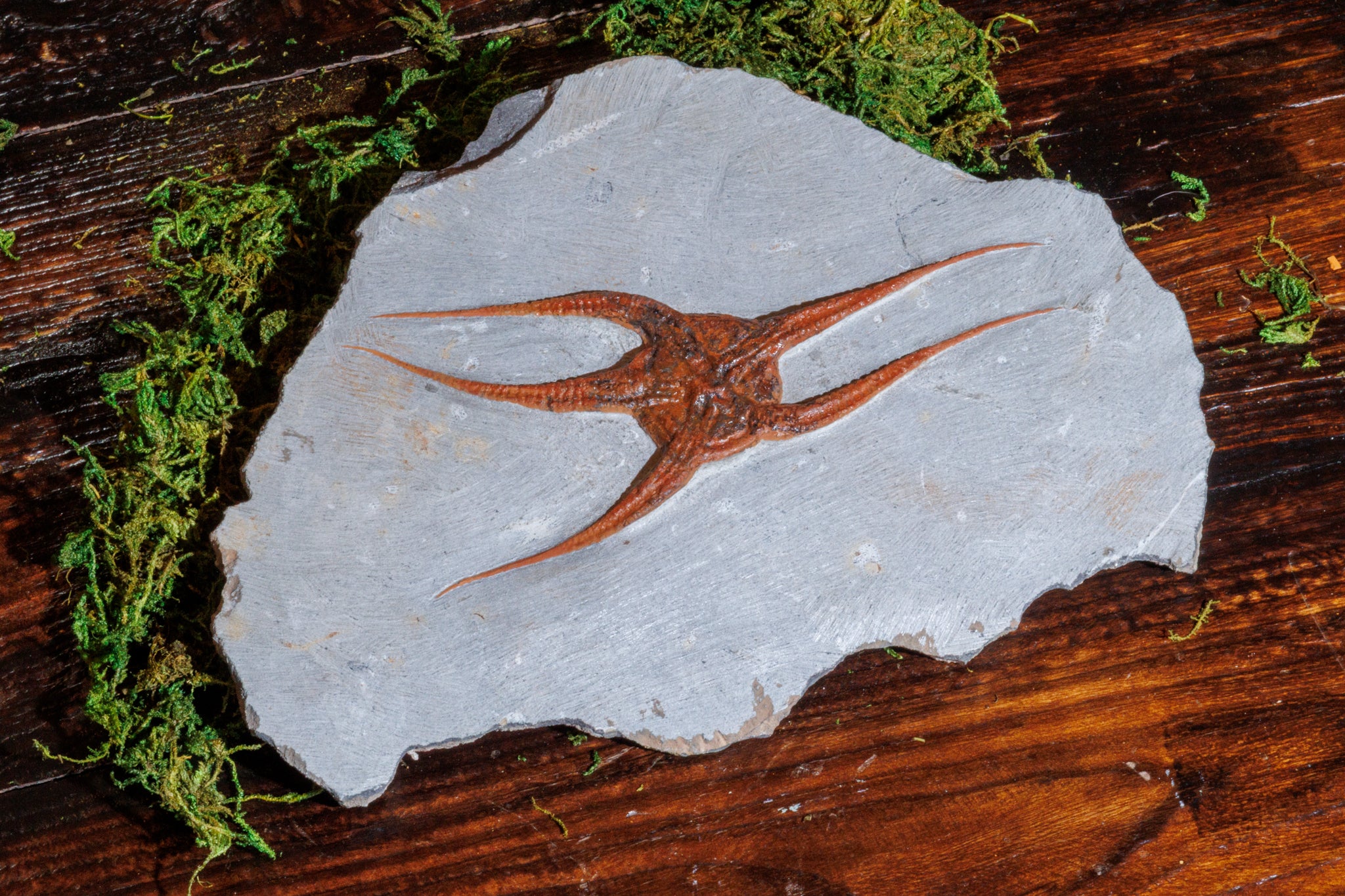 Shell Fossils