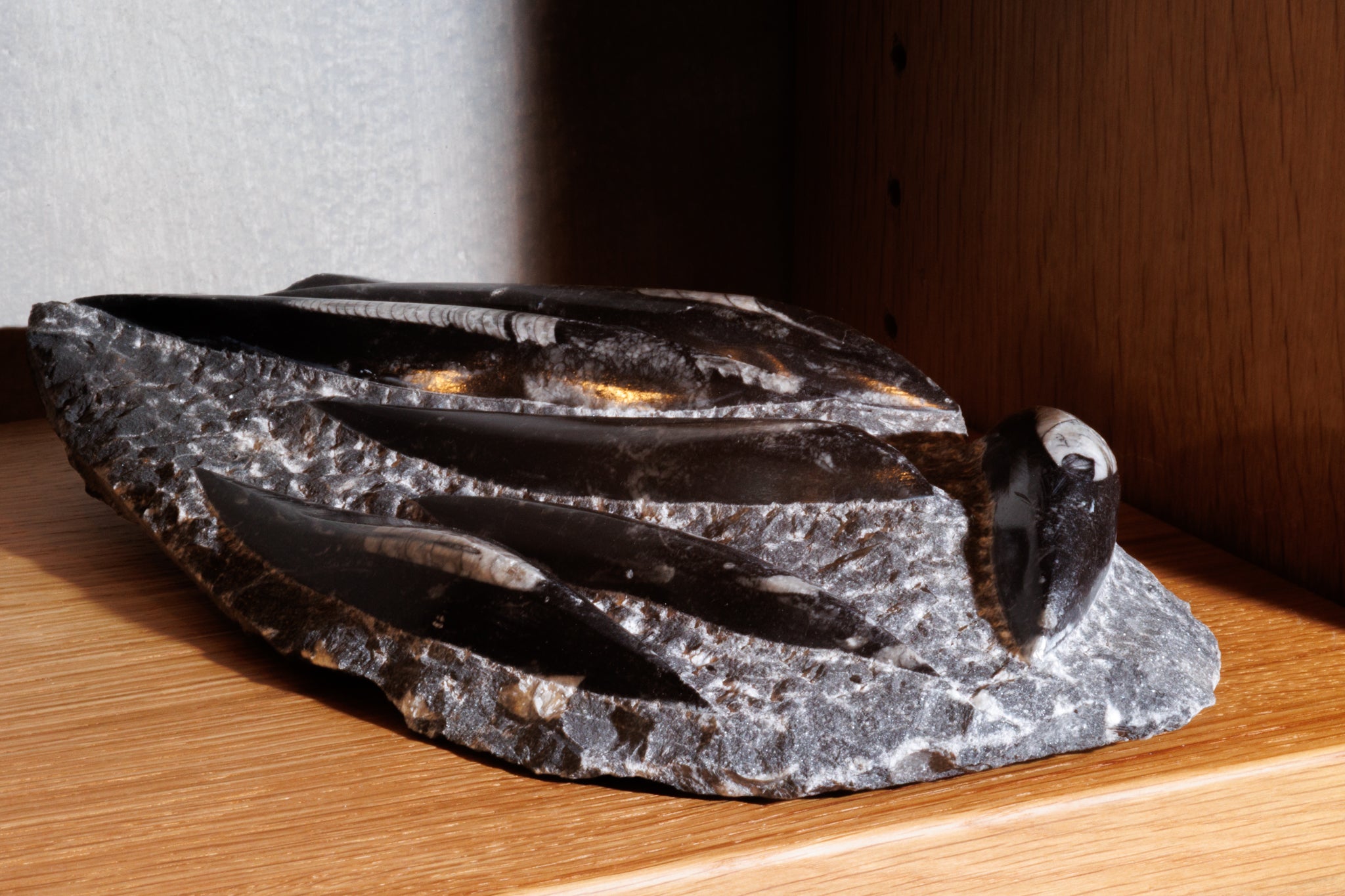 Shell Fossils